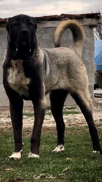Kangal turco