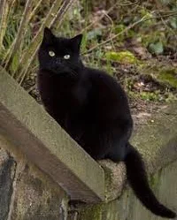 skittish black cat