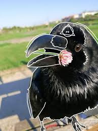 1- crow -req