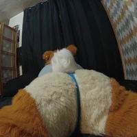 Furry butt