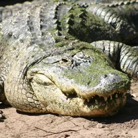 American Alligator