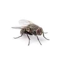 Annoying fly
