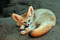 Fennec fox Ass