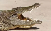 Italian alligator