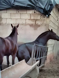 Horses