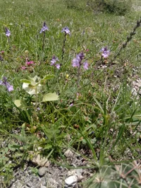 Crecent S_T Alterver