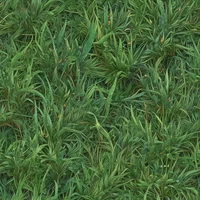 Grass