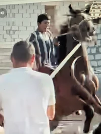 Abused Horse