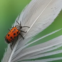 Feather eating bug