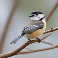 GreyHeaded Chickadee