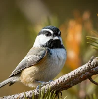 Mountain Chickadee