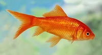 Goldfish