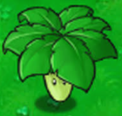Umbrella Leaf