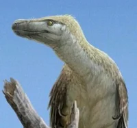 Velociraptor Tweek T