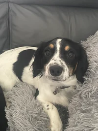 Molly the dog monkey