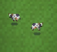 Cows