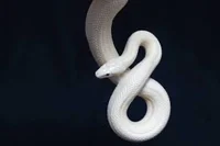 Cuddle Snake 
