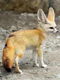 Juniper_or_Fennec