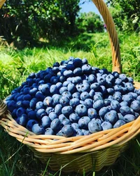 Basket Of Berries