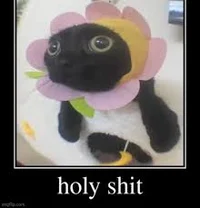 Holy shit cat