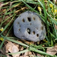 Stone in the forest