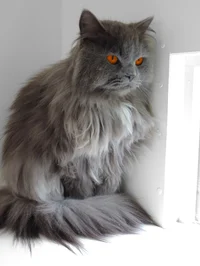 Yellowfang