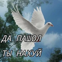 A bird