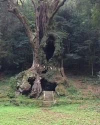 Witch of the Woods