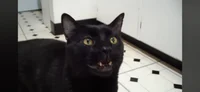 Sylvester 
