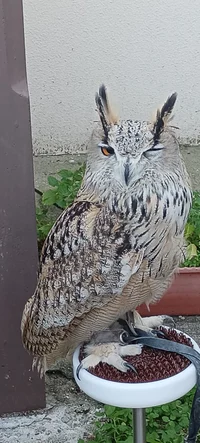 Owl