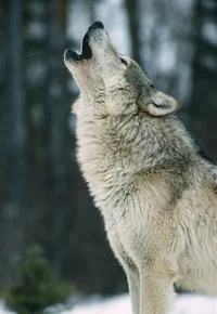 LOBO