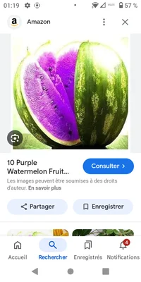 Pastèque Violette 