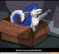 Furry puppy from the