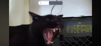 Sylvester cat 