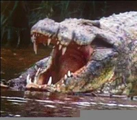 Gustave the Maneater