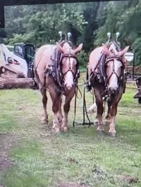 Draft horses