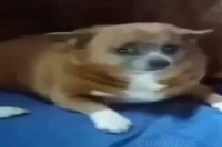 Sausage Roll Looking