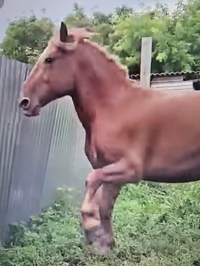 Horse