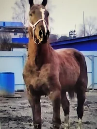Horse