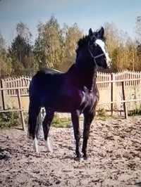 Horse