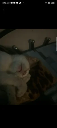 Cat Sleeping