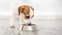 Feed your dogs