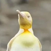 Albino King Penguin