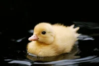 A little baby duck