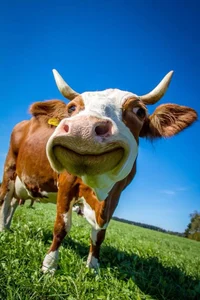 Cow
