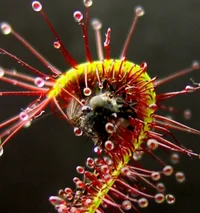 Sundew plant 