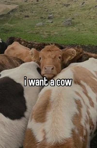 a cow