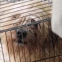 For the Bot stealers