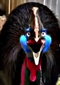 Southern Cassowary 