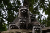 Raccoon Family